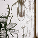 Entomology | Wood